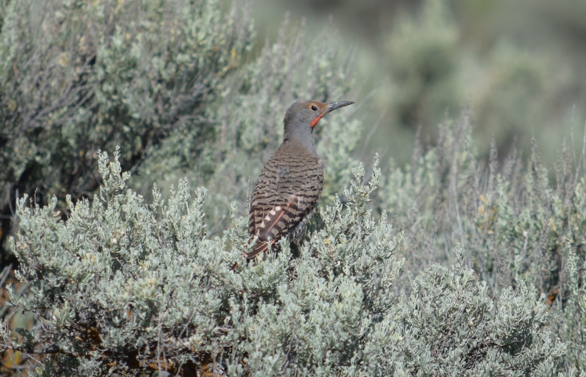 Northern Flicker (Red-shafted) - Rob Harbin