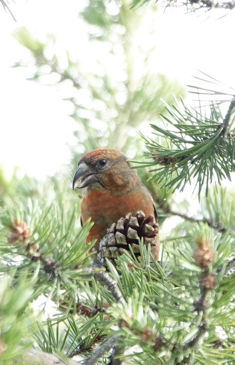 White-winged Crossbill - ML621031813