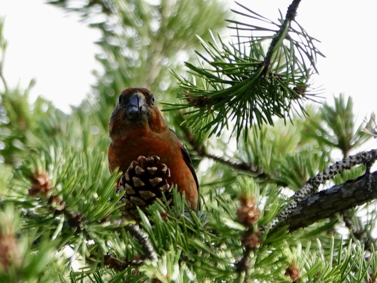 White-winged Crossbill - ML621031814