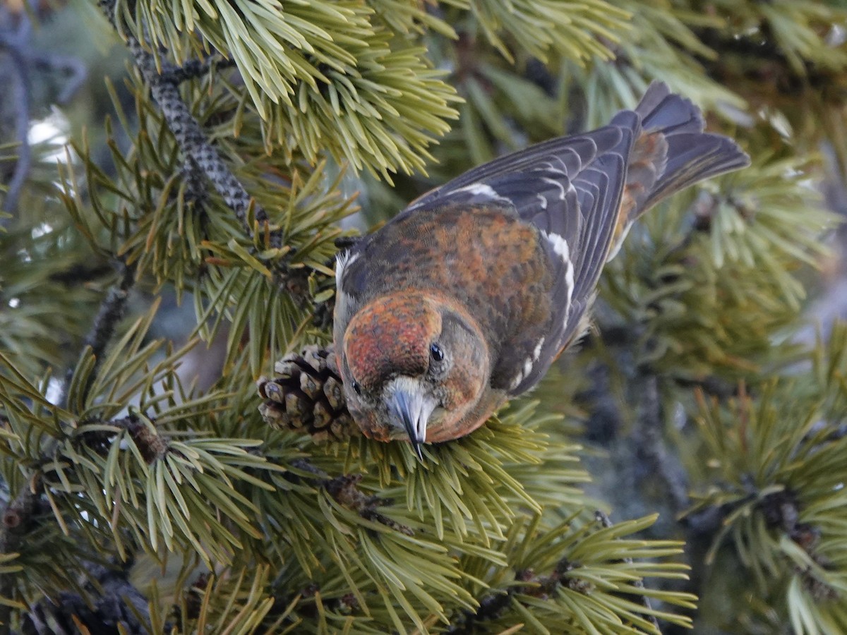 White-winged Crossbill - ML621031815