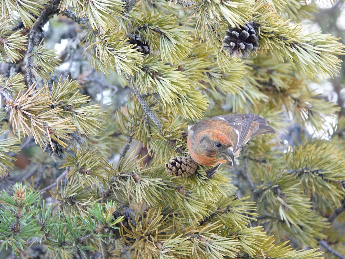 White-winged Crossbill - ML621031818