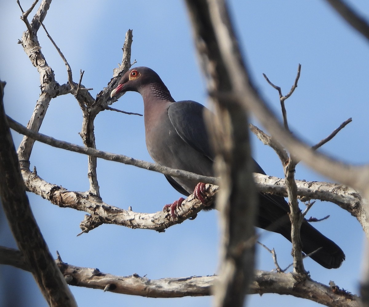 Scaly-naped Pigeon - ML621031825