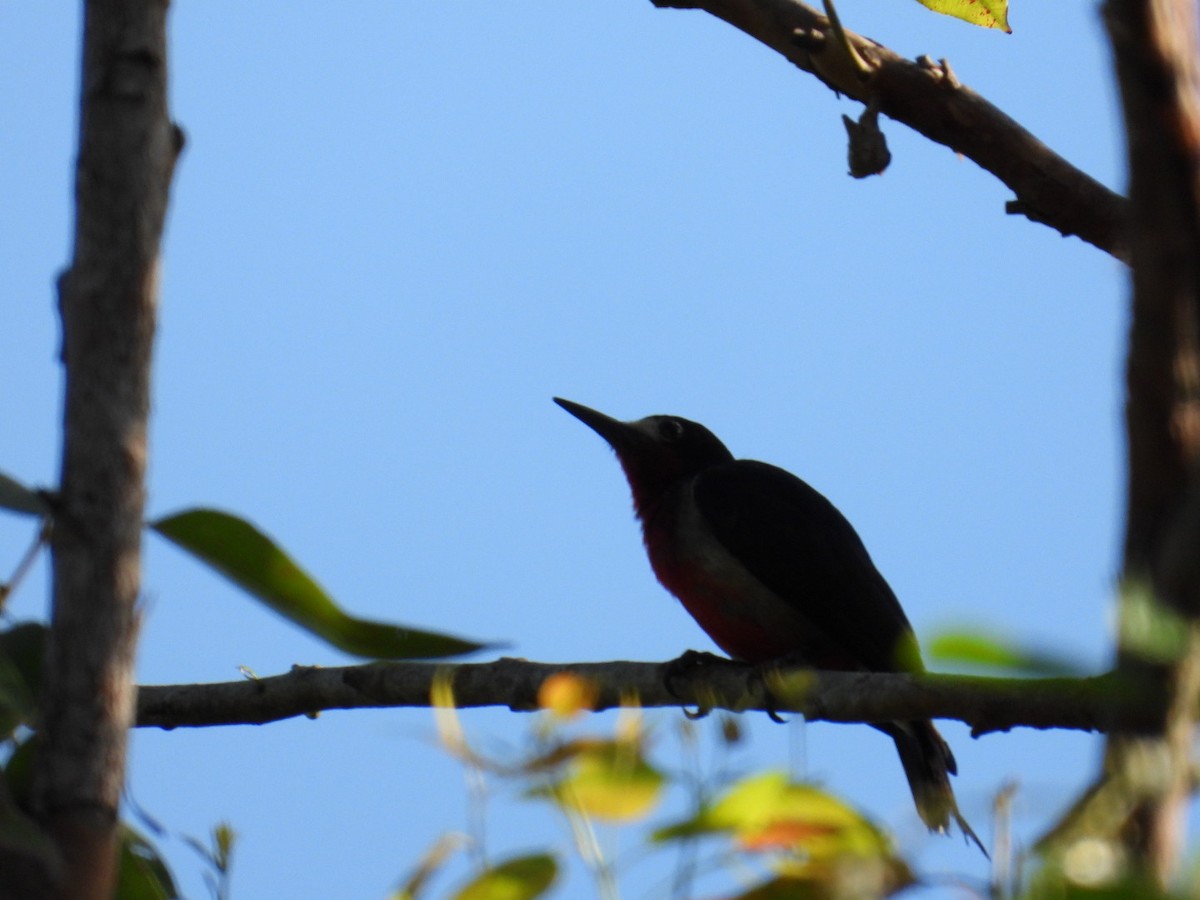Puerto Rican Woodpecker - ML621031835