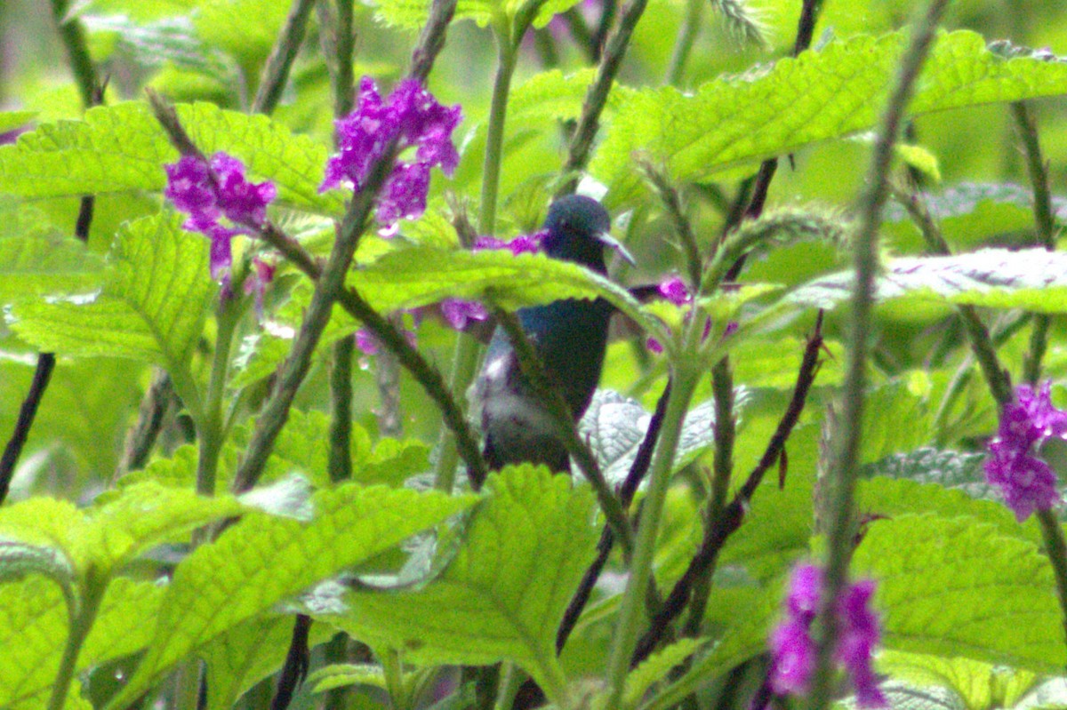 kolibřík bělokrký - ML621031838