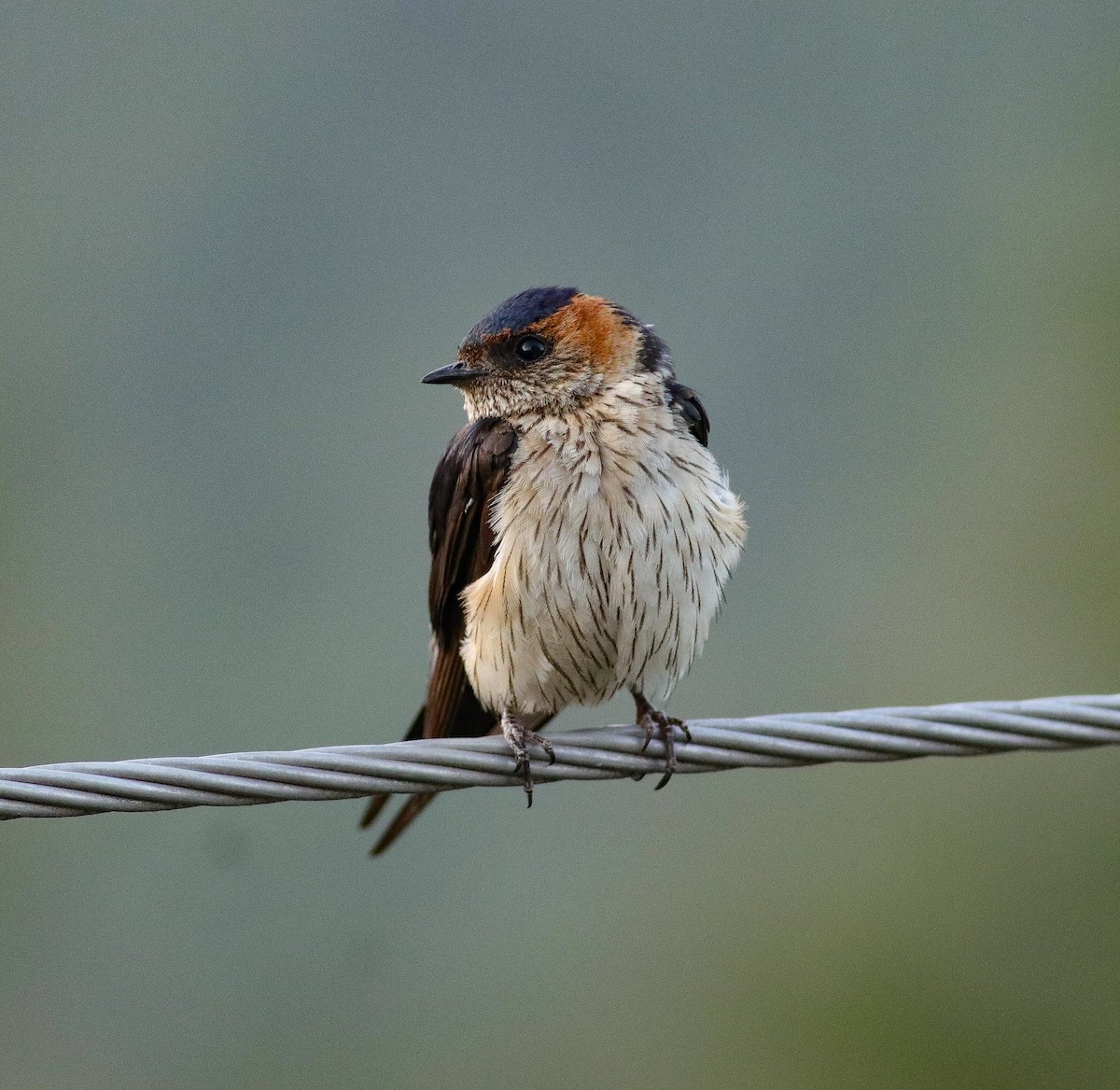 Red-rumped Swallow - ML621031843