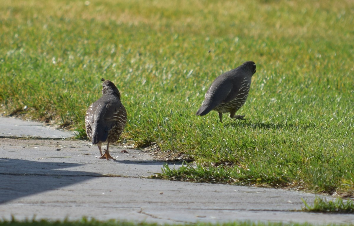 California Quail - ML621031892