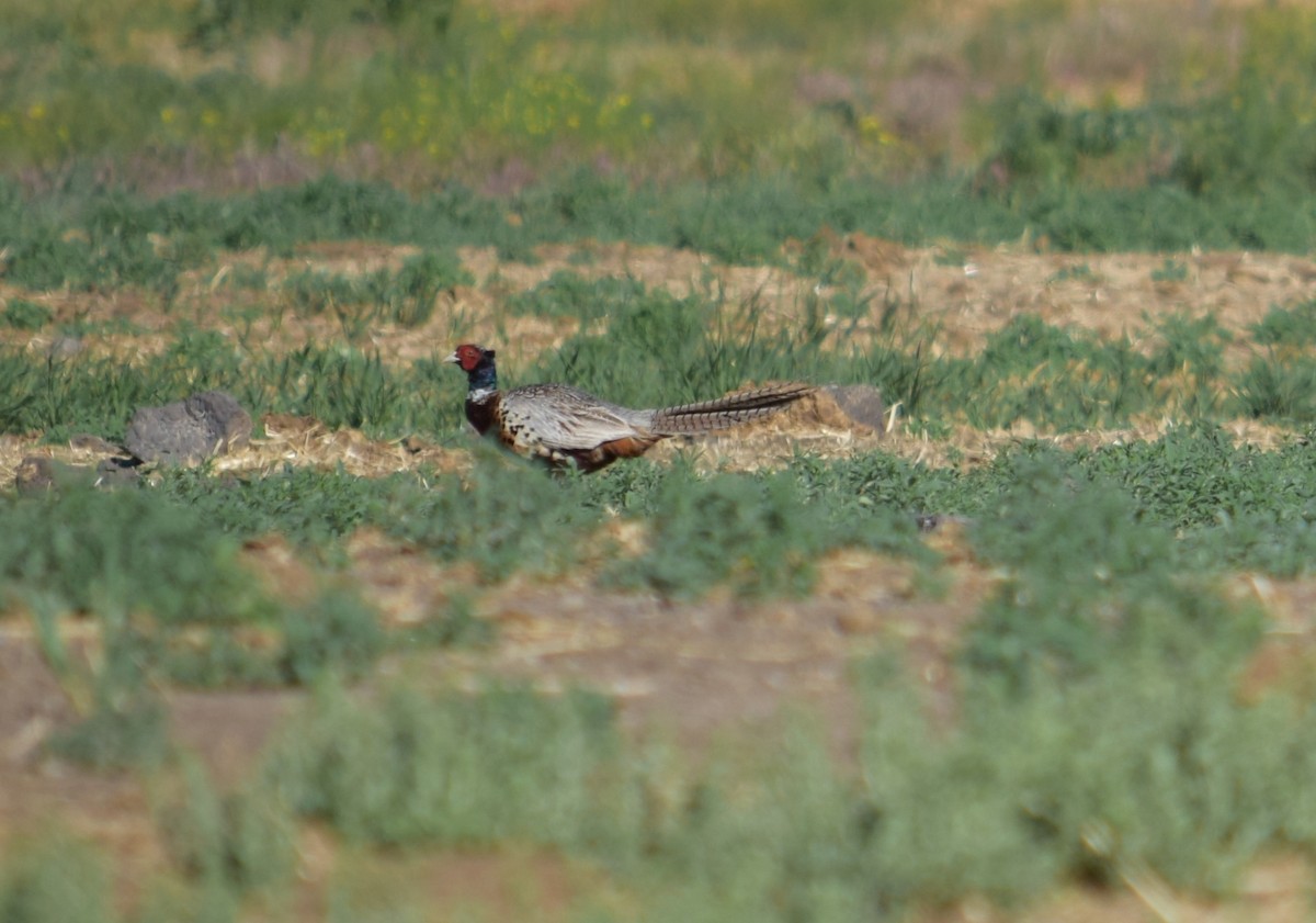 Ring-necked Pheasant - ML621031895