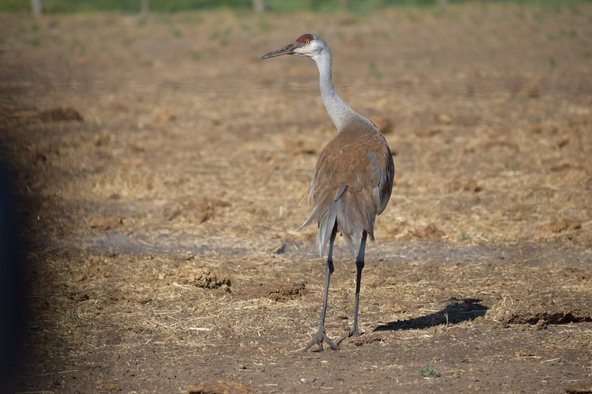 Sandhill Crane (tabida/rowani) - ML621031900