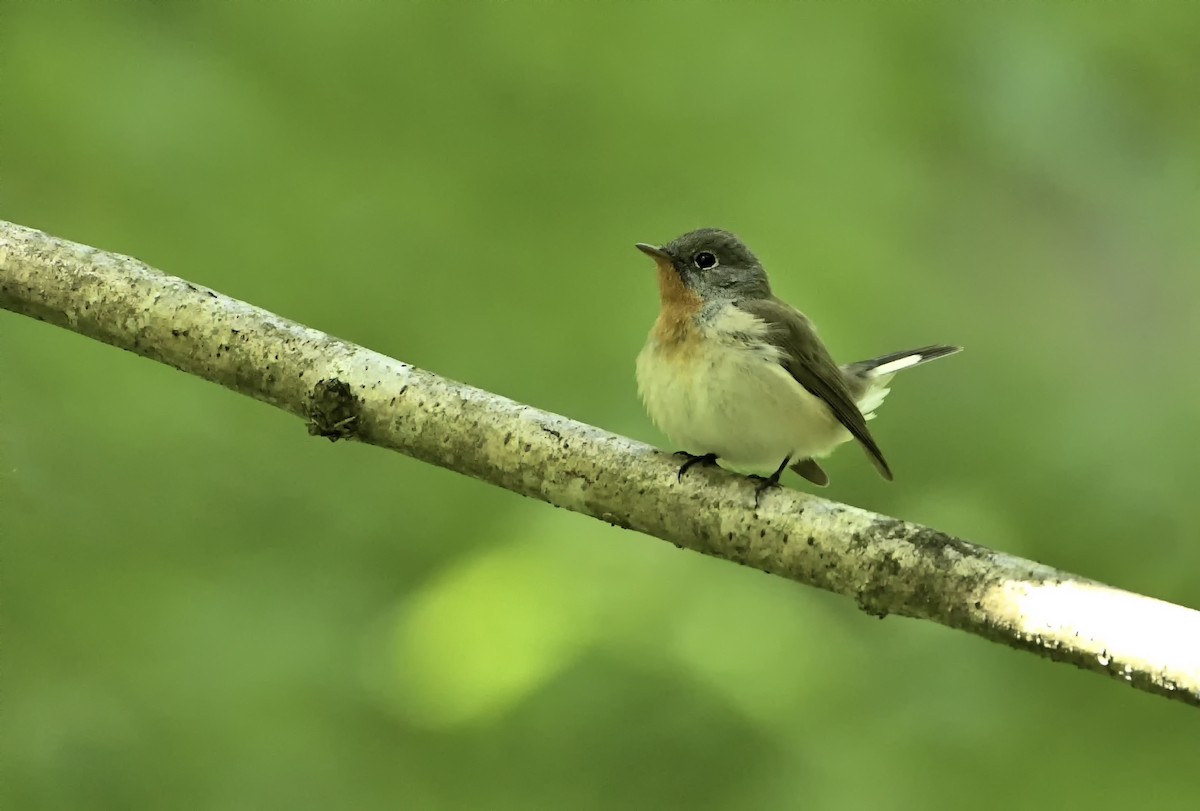 Red-breasted Flycatcher - ML621031957