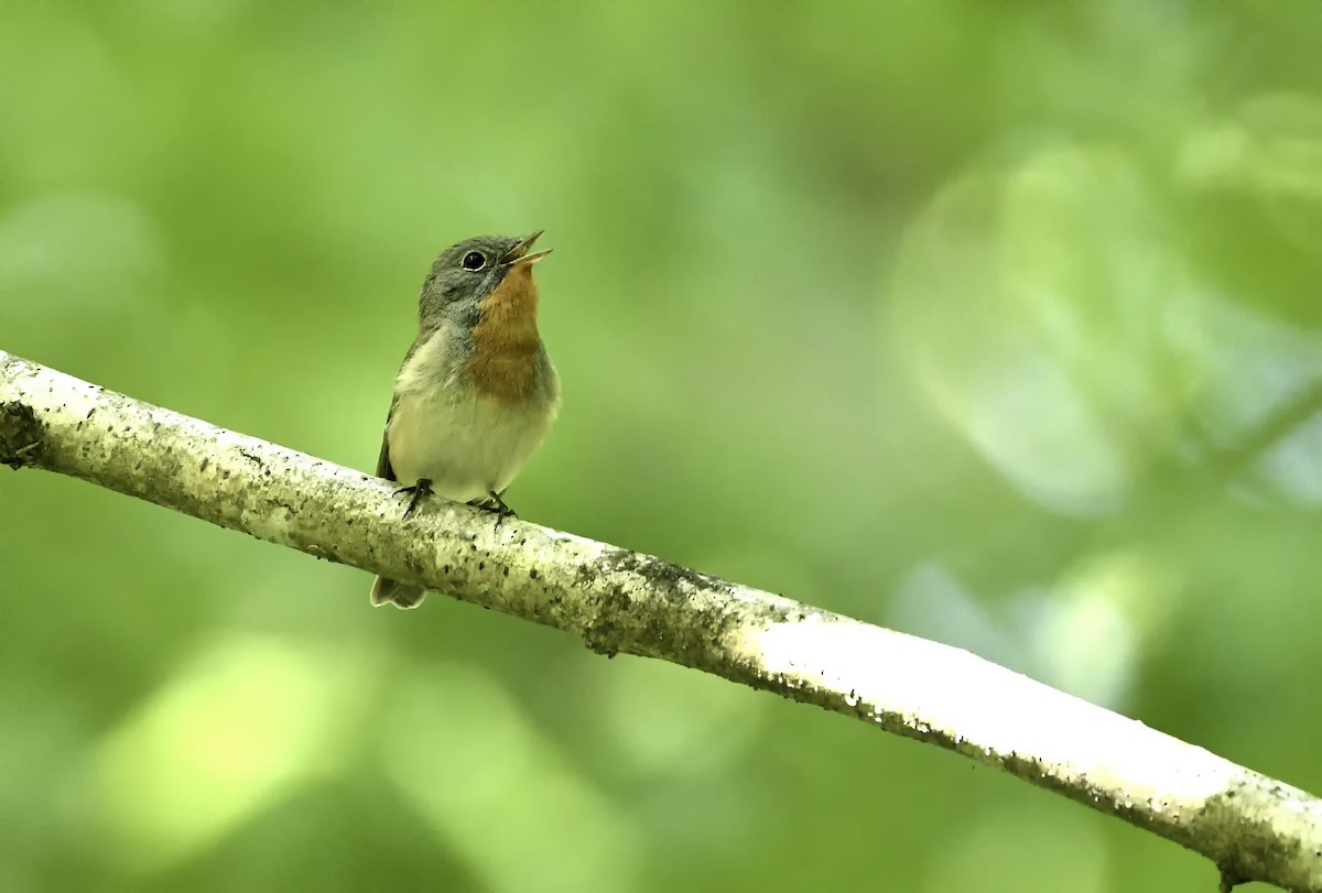 Red-breasted Flycatcher - ML621031958
