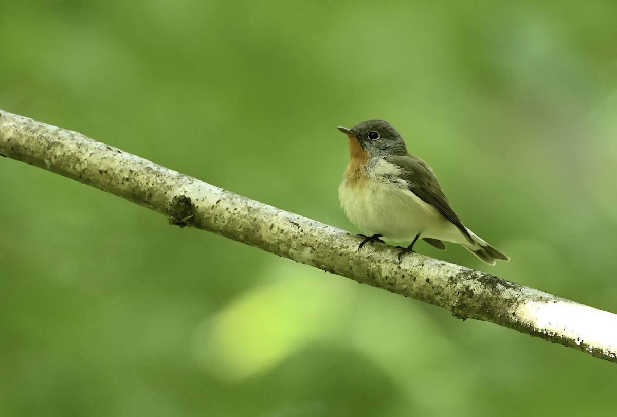 Red-breasted Flycatcher - ML621031959