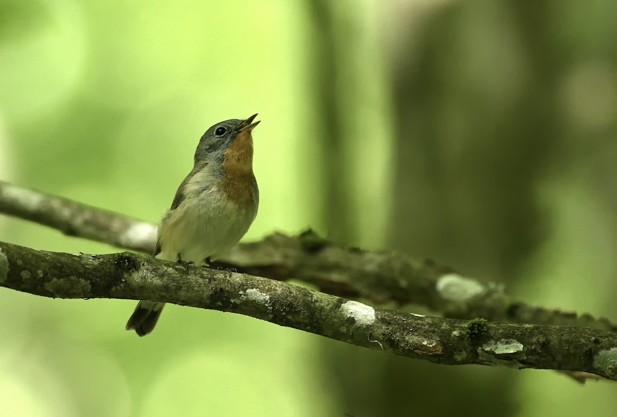 Red-breasted Flycatcher - ML621031960