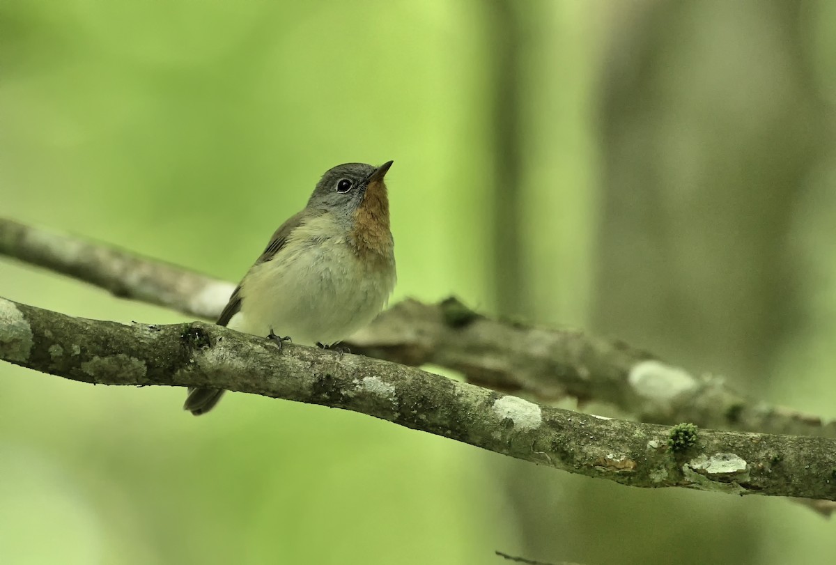 Red-breasted Flycatcher - ML621031963