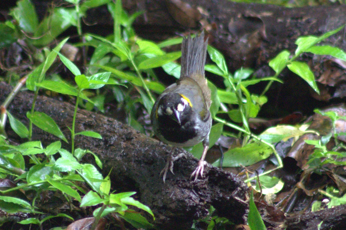 White-eared Ground-Sparrow - ML621031965