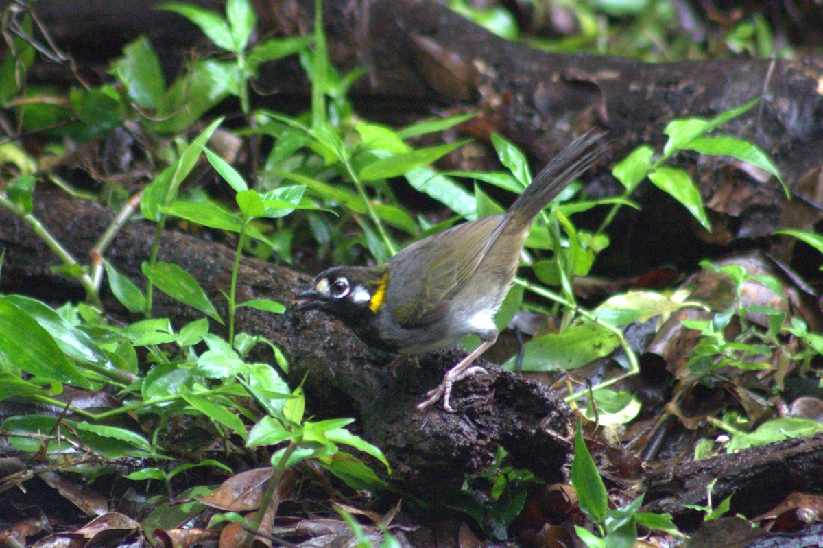 White-eared Ground-Sparrow - ML621031966