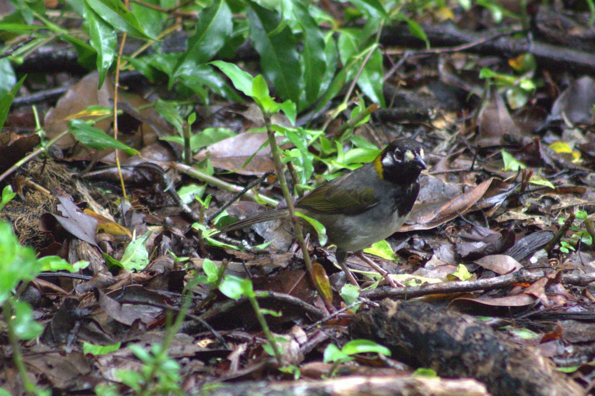 White-eared Ground-Sparrow - ML621031968