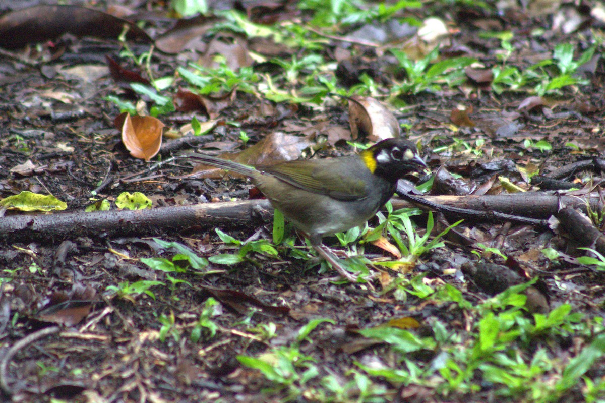 White-eared Ground-Sparrow - ML621031969