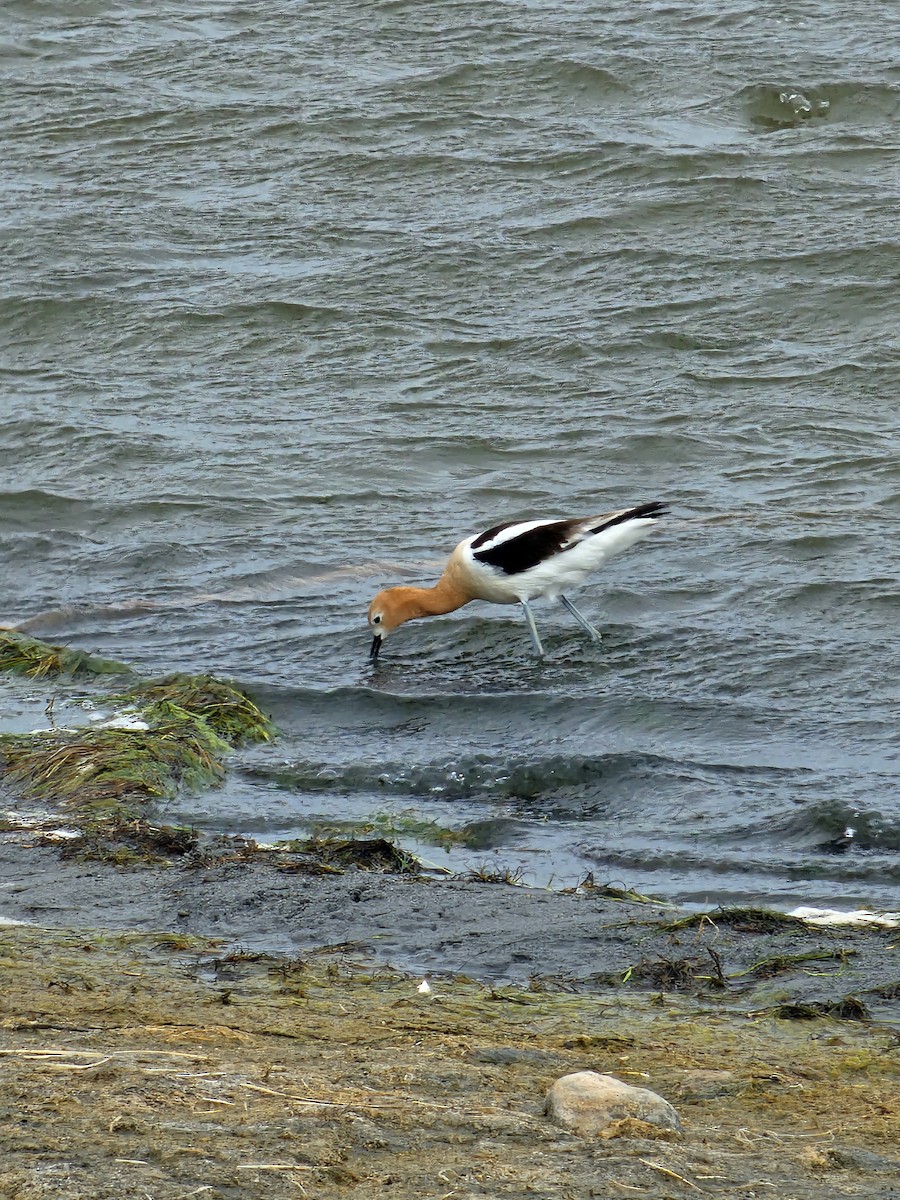 American Avocet - ML621031994