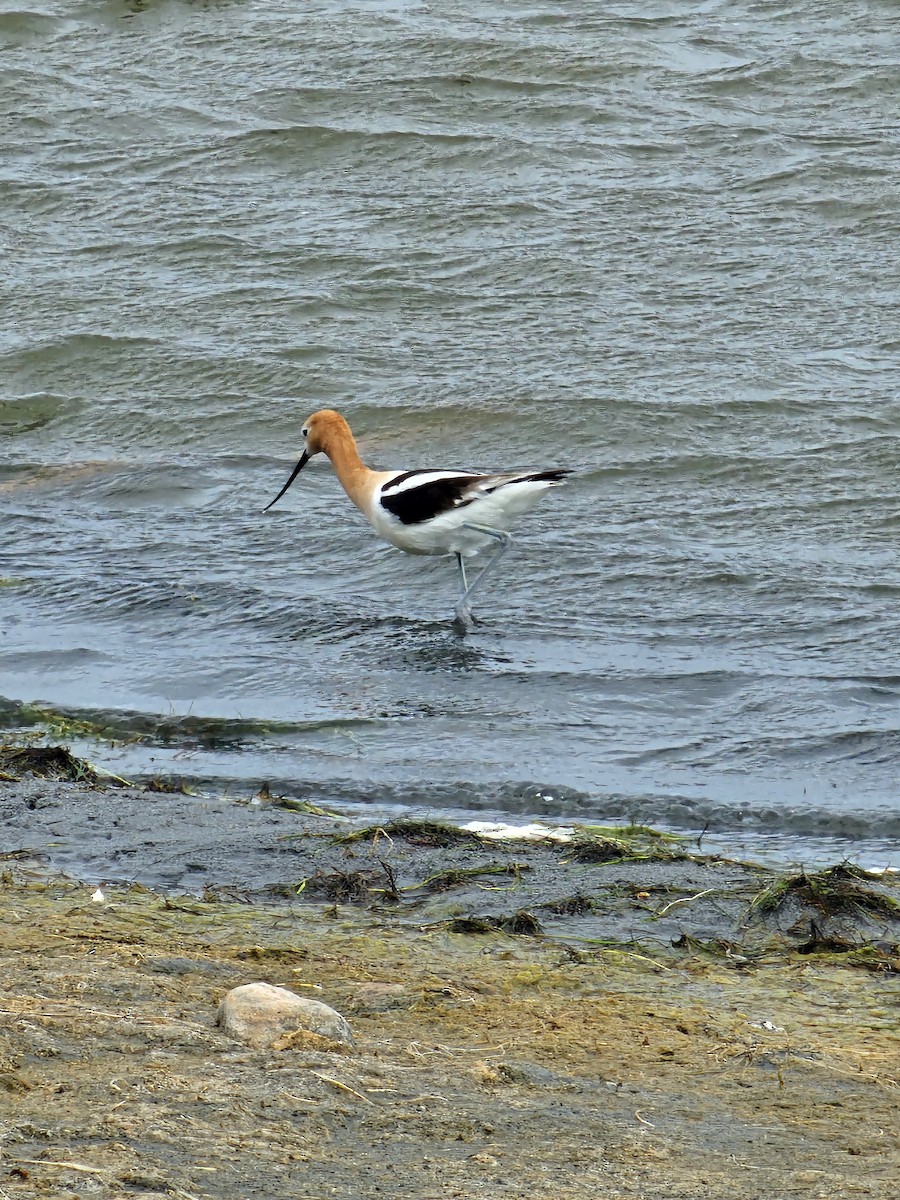 American Avocet - ML621031995