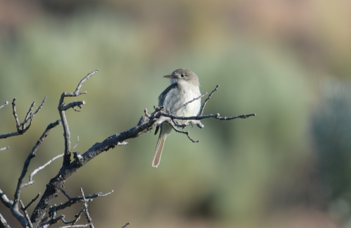 Gray Flycatcher - ML621032007