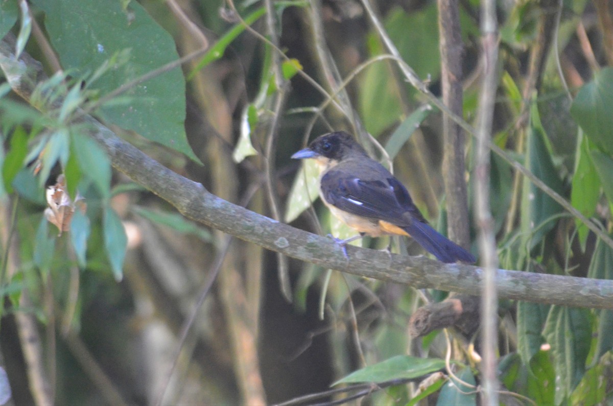 Black-goggled Tanager - ML621032039