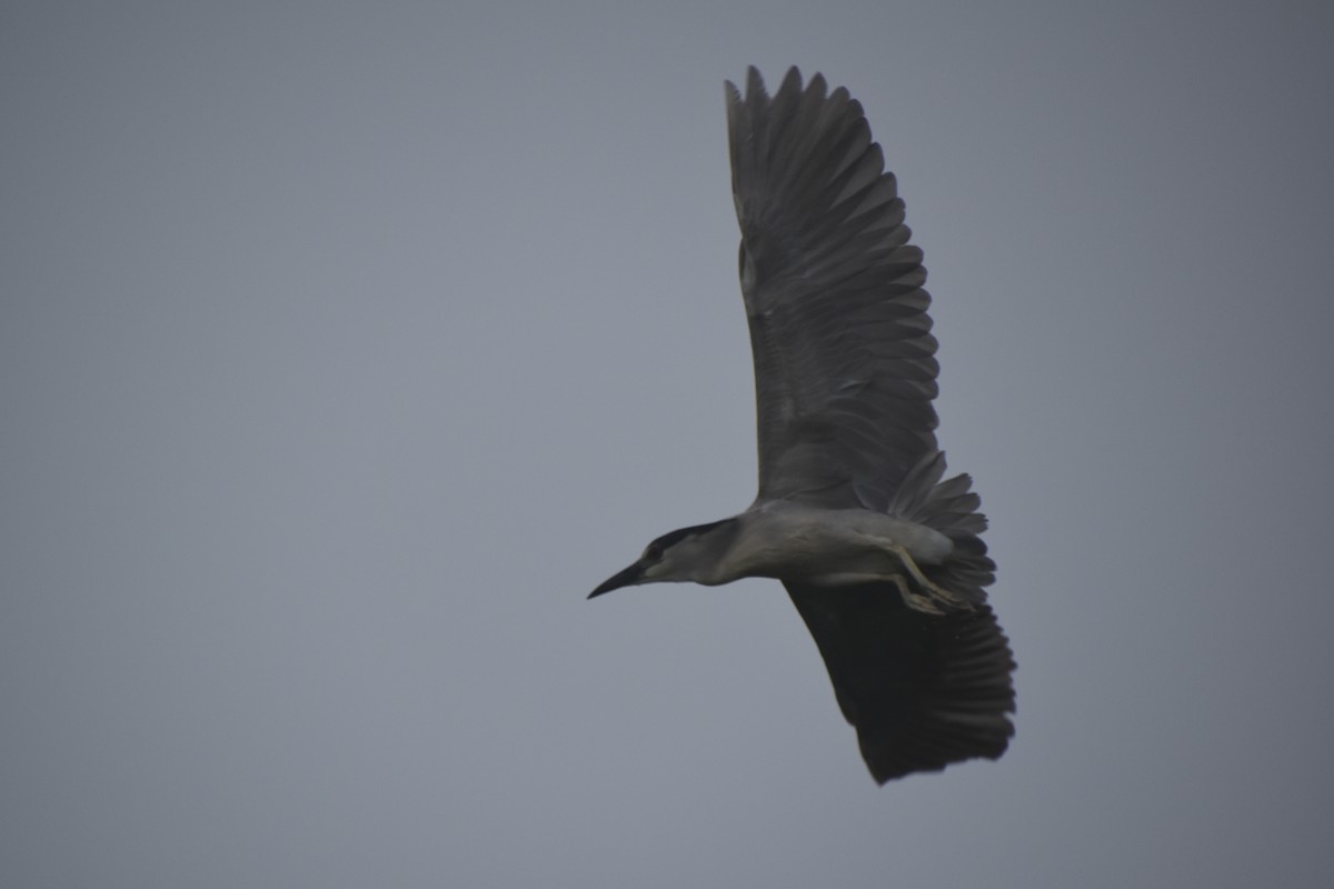 Black-crowned Night Heron - ML621032045