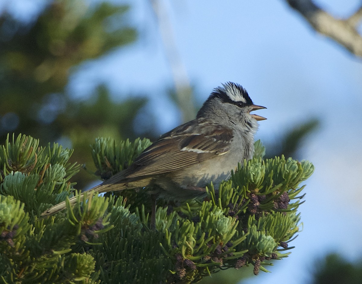 White-crowned Sparrow (oriantha) - ML621032051