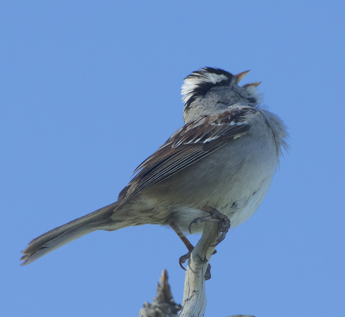 White-crowned Sparrow (oriantha) - ML621032052