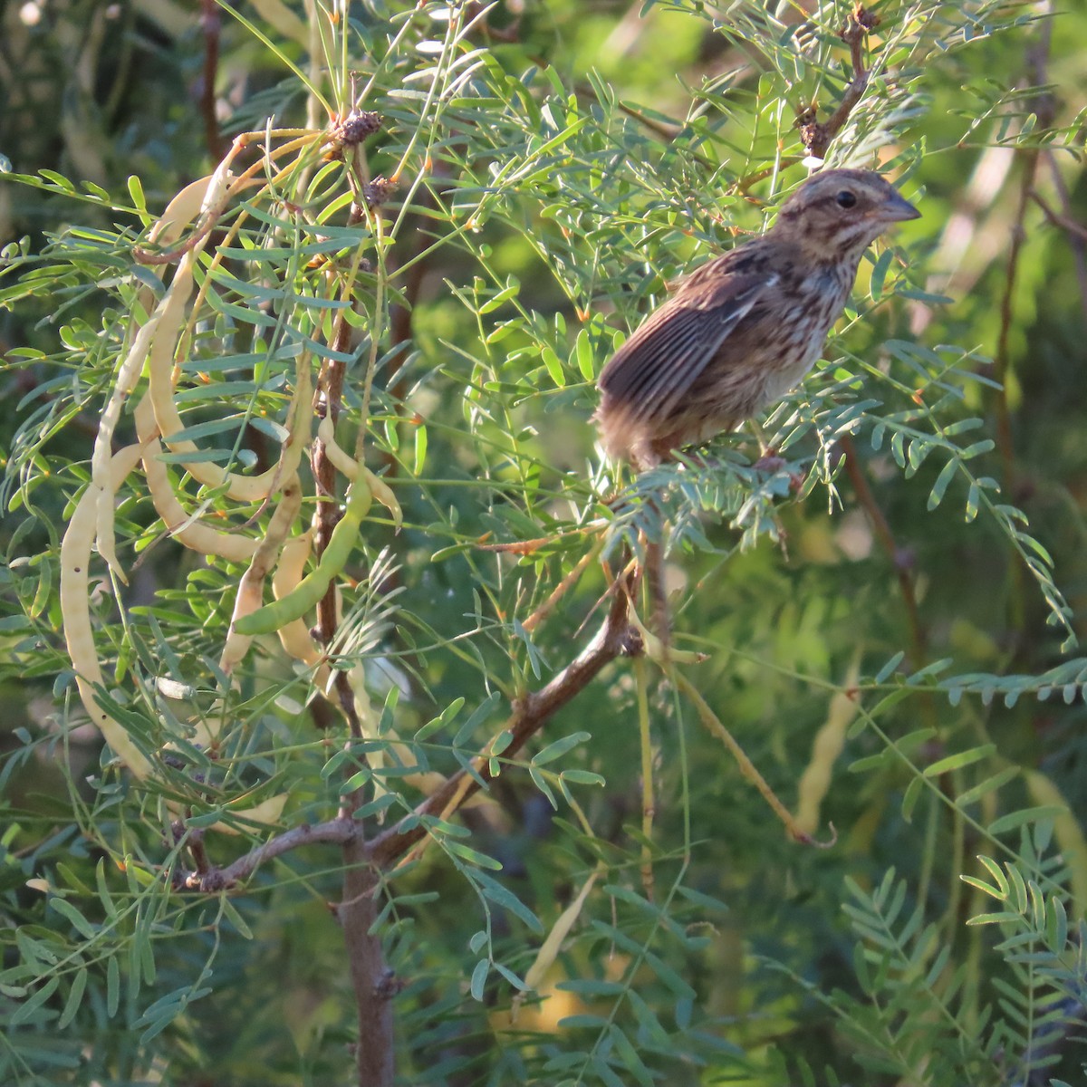 Song Sparrow - Robert Theriault
