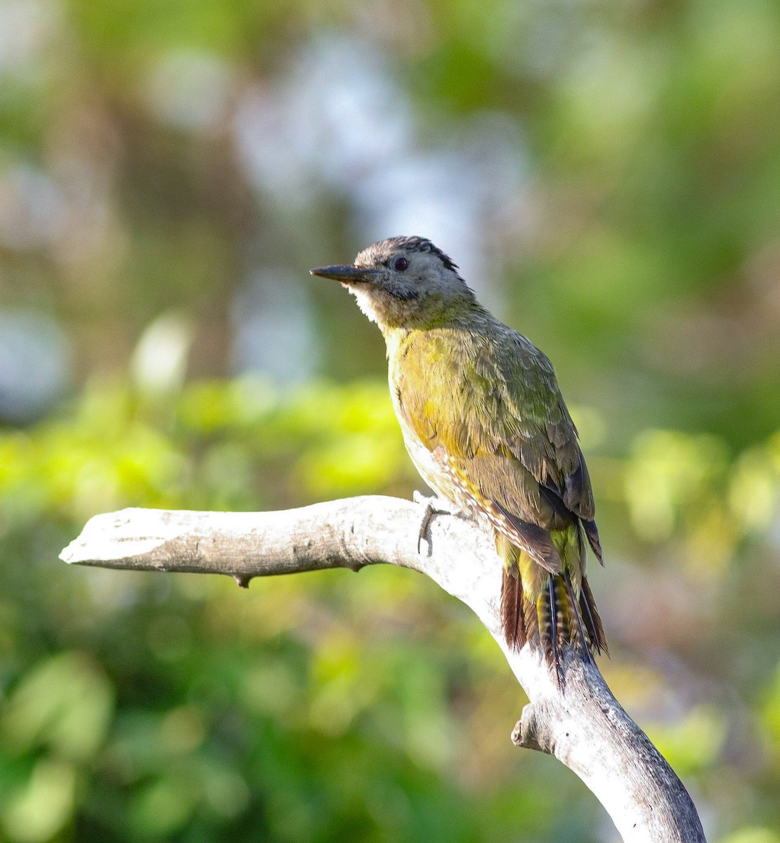 Gray-headed Woodpecker - ML621032071