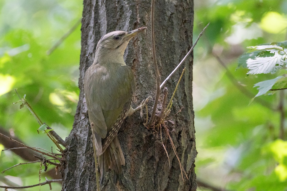 Gray-headed Woodpecker - ML621032072
