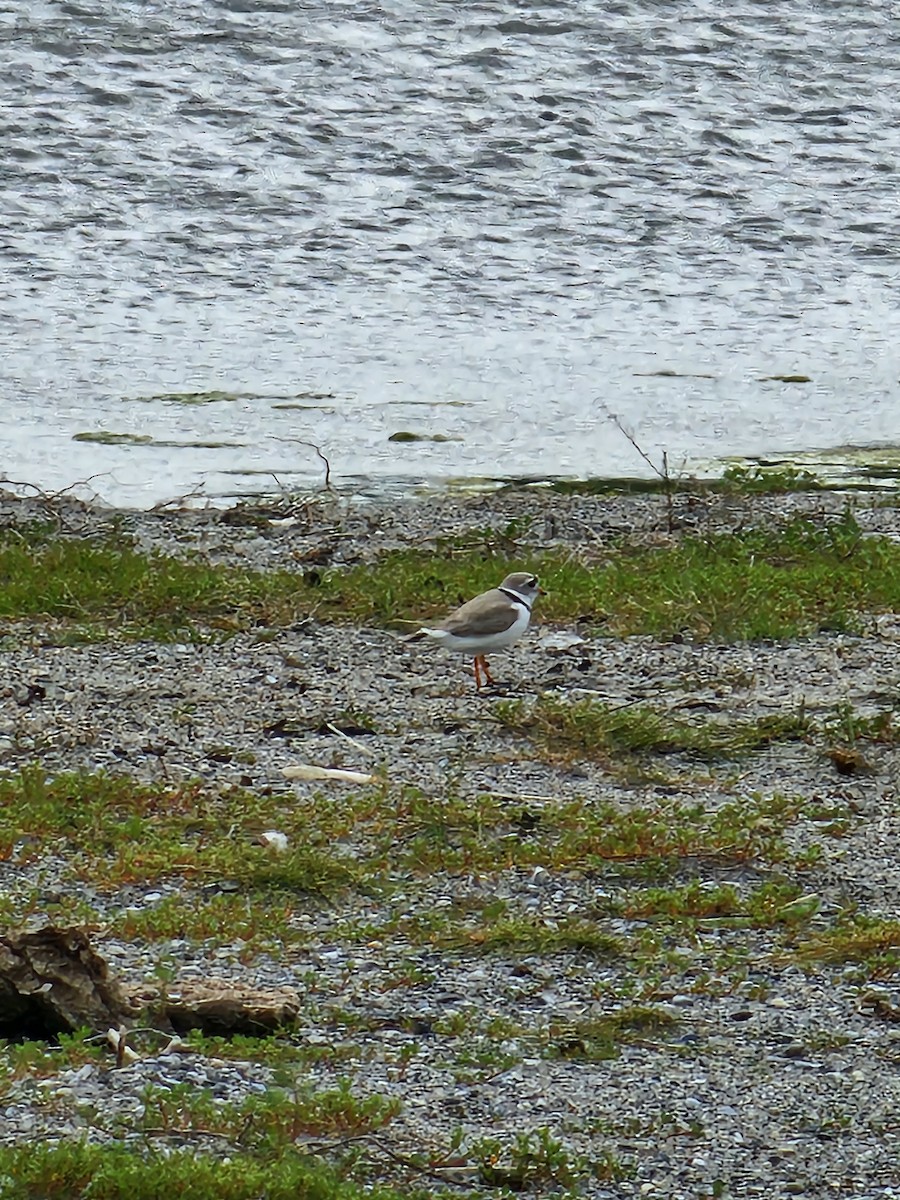 Piping Plover - ML621032074