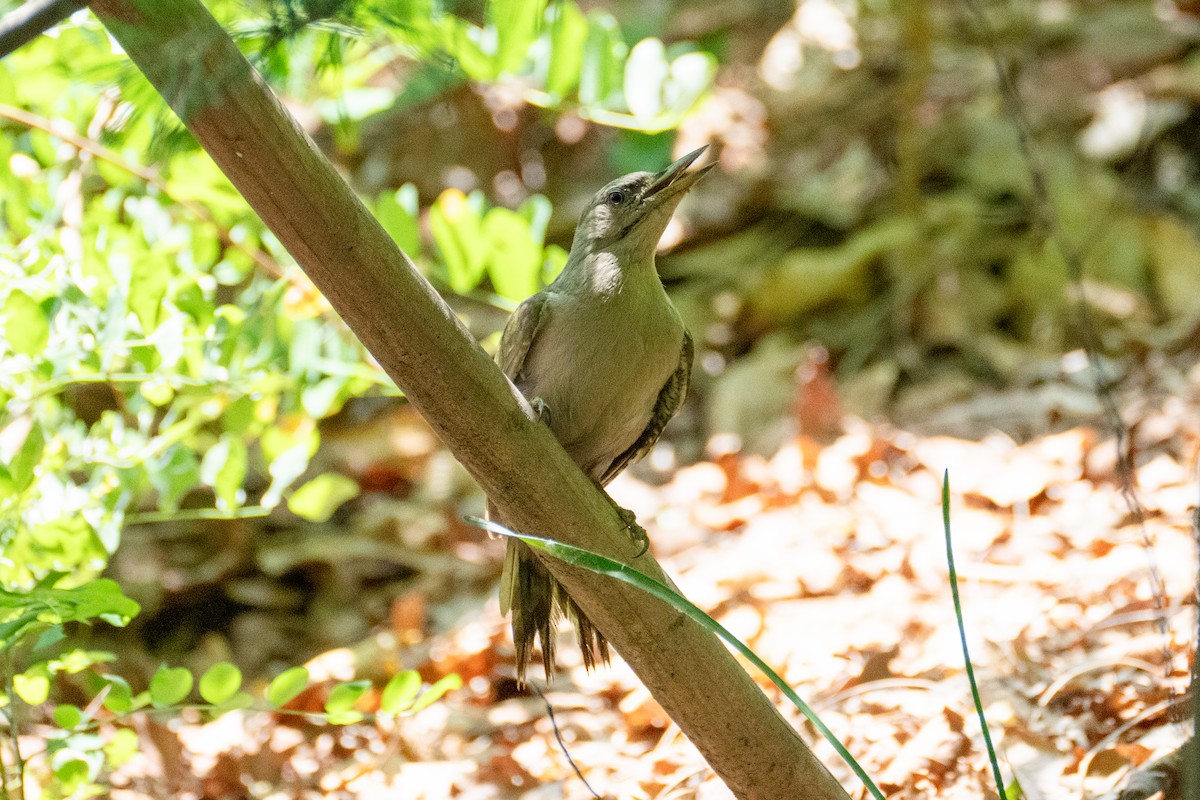 Gray-headed Woodpecker - ML621032145