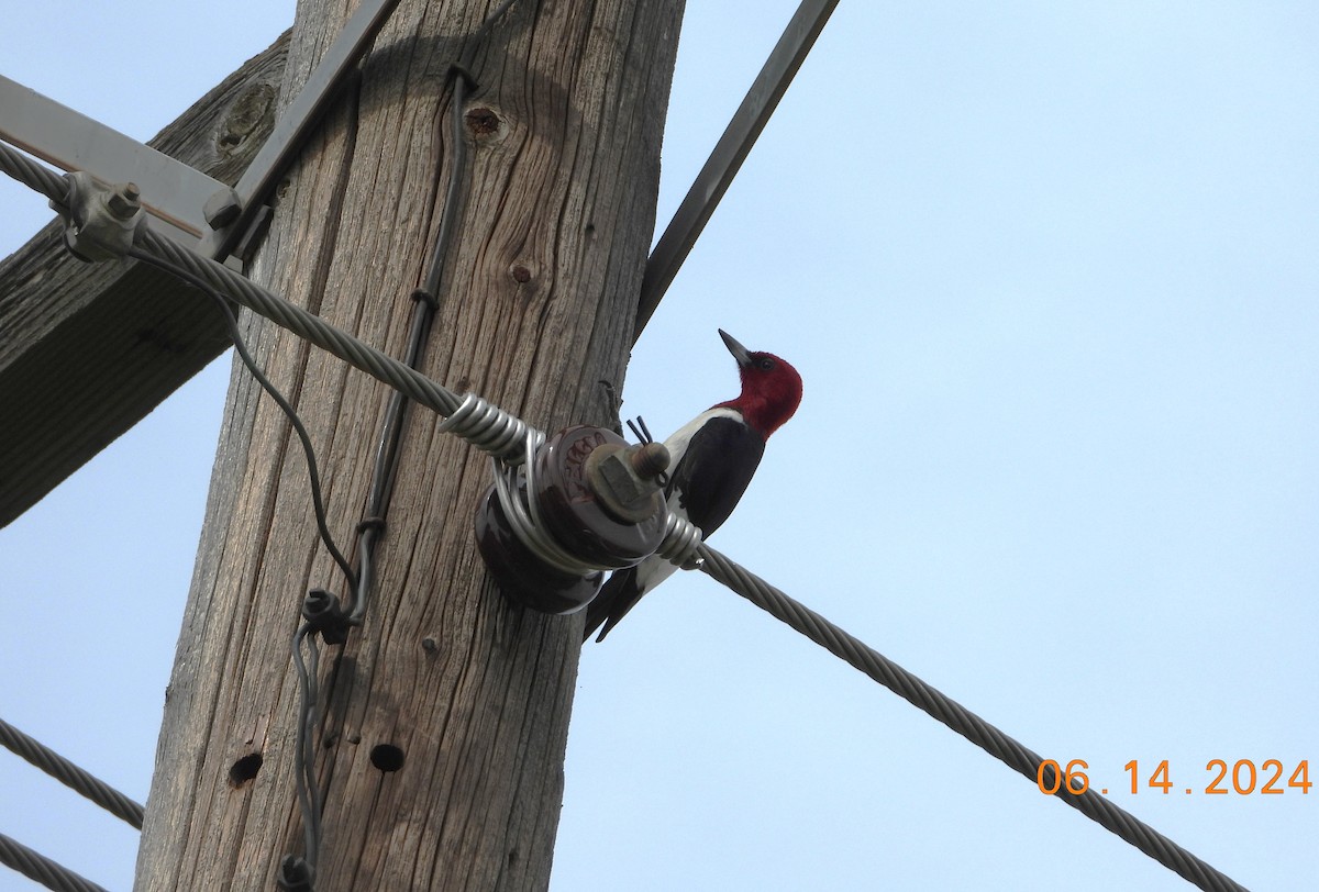 Red-headed Woodpecker - ML621032189