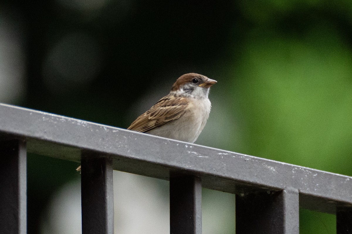 Eurasian Tree Sparrow - ML621032236