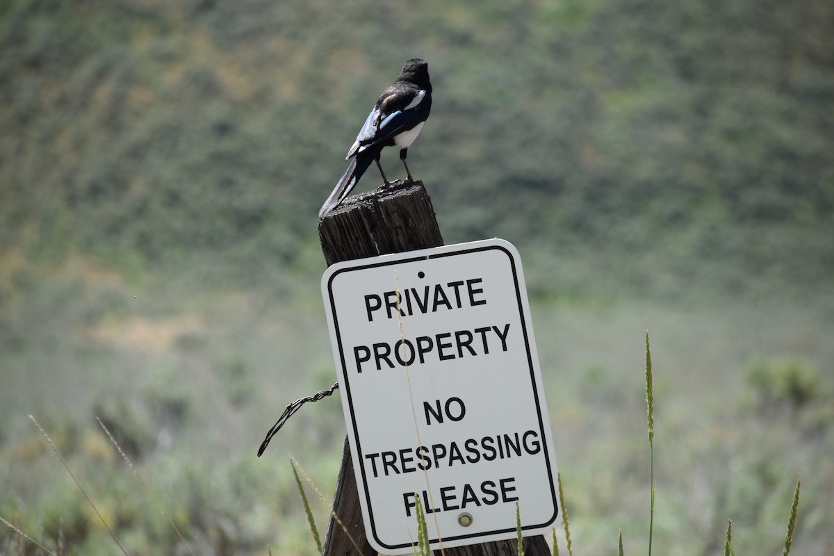 Black-billed Magpie - ML621032237