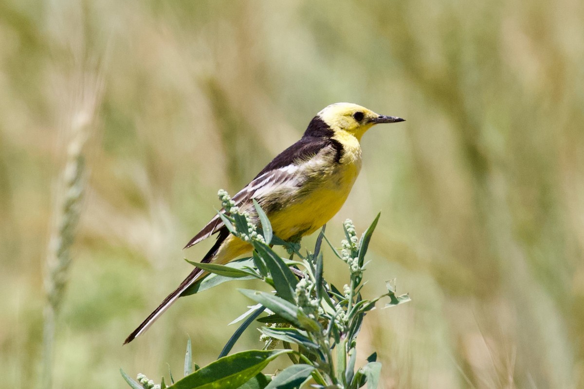 Citrine Wagtail (Black-backed) - ML621032244