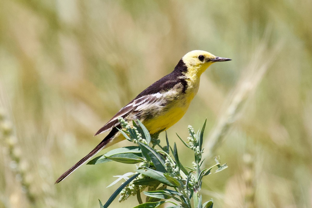 Citrine Wagtail (Black-backed) - ML621032245