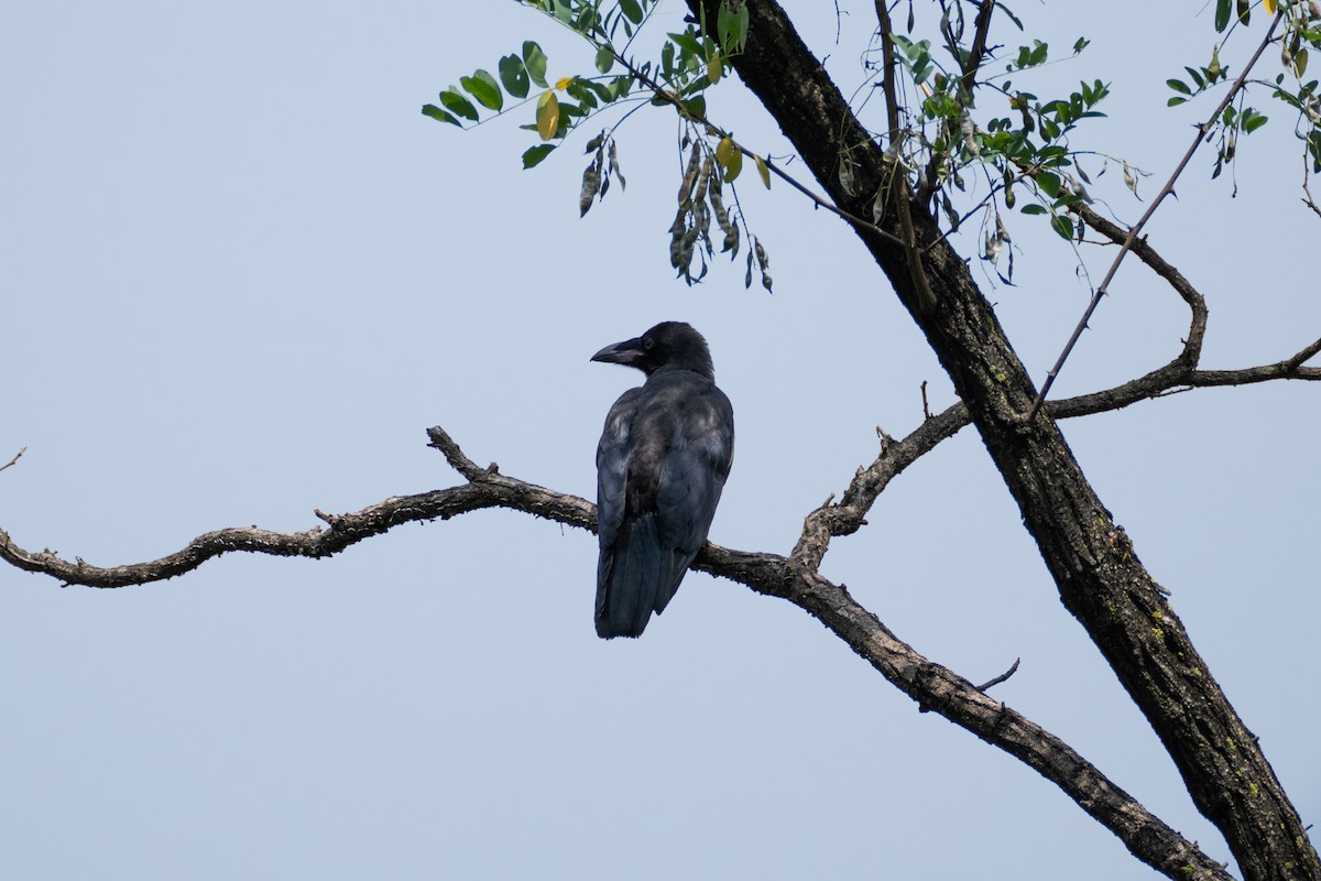 Large-billed Crow - ML621032265