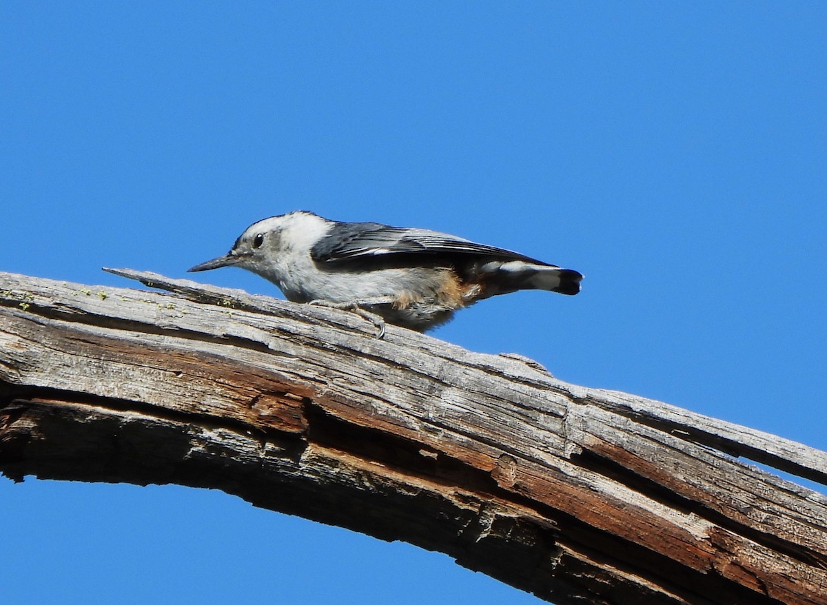 White-breasted Nuthatch - ML621032283