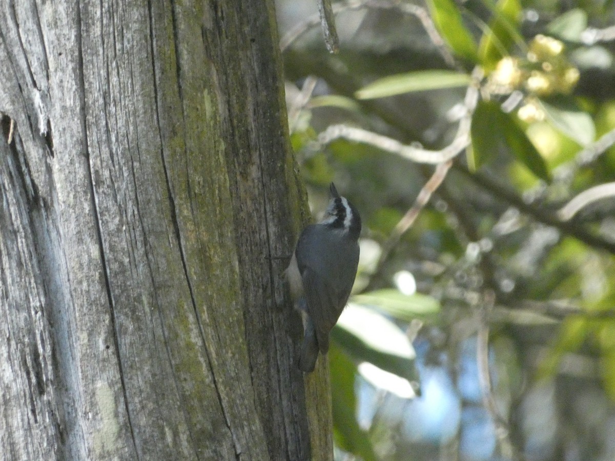 Red-breasted Nuthatch - ML621032331