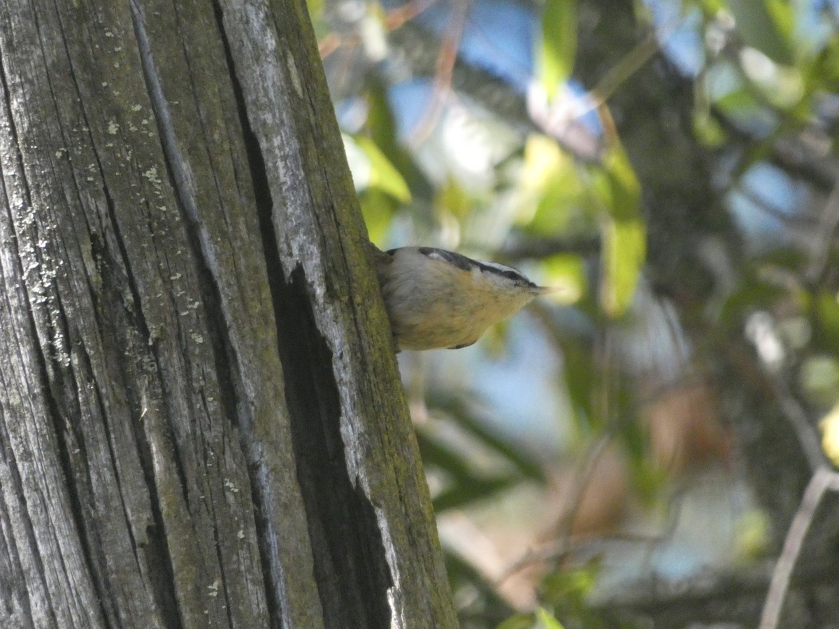 Red-breasted Nuthatch - ML621032336