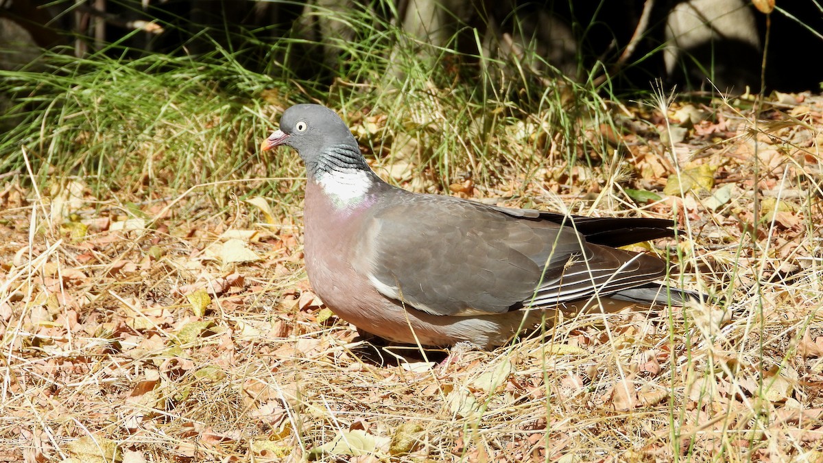 Common Wood-Pigeon - ML621032338