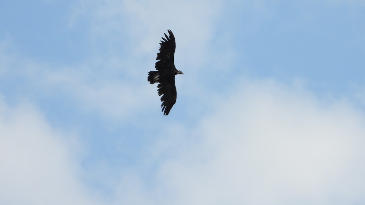 Cinereous Vulture - ML621032351