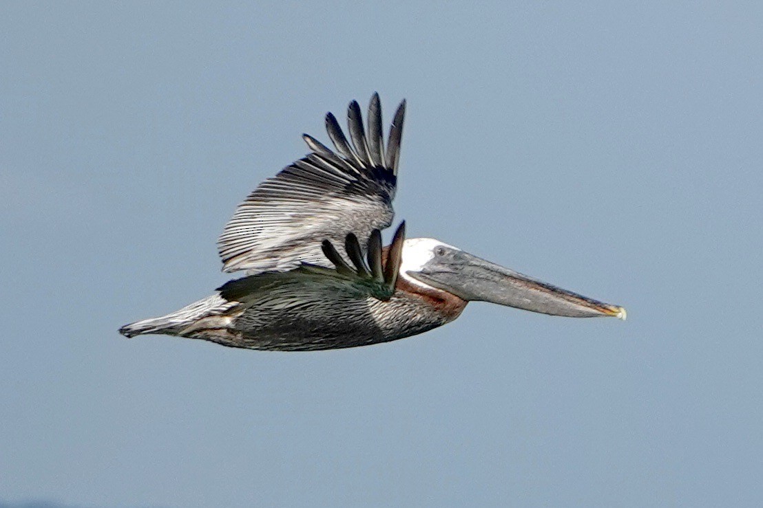pelikán hnědý - ML621032358