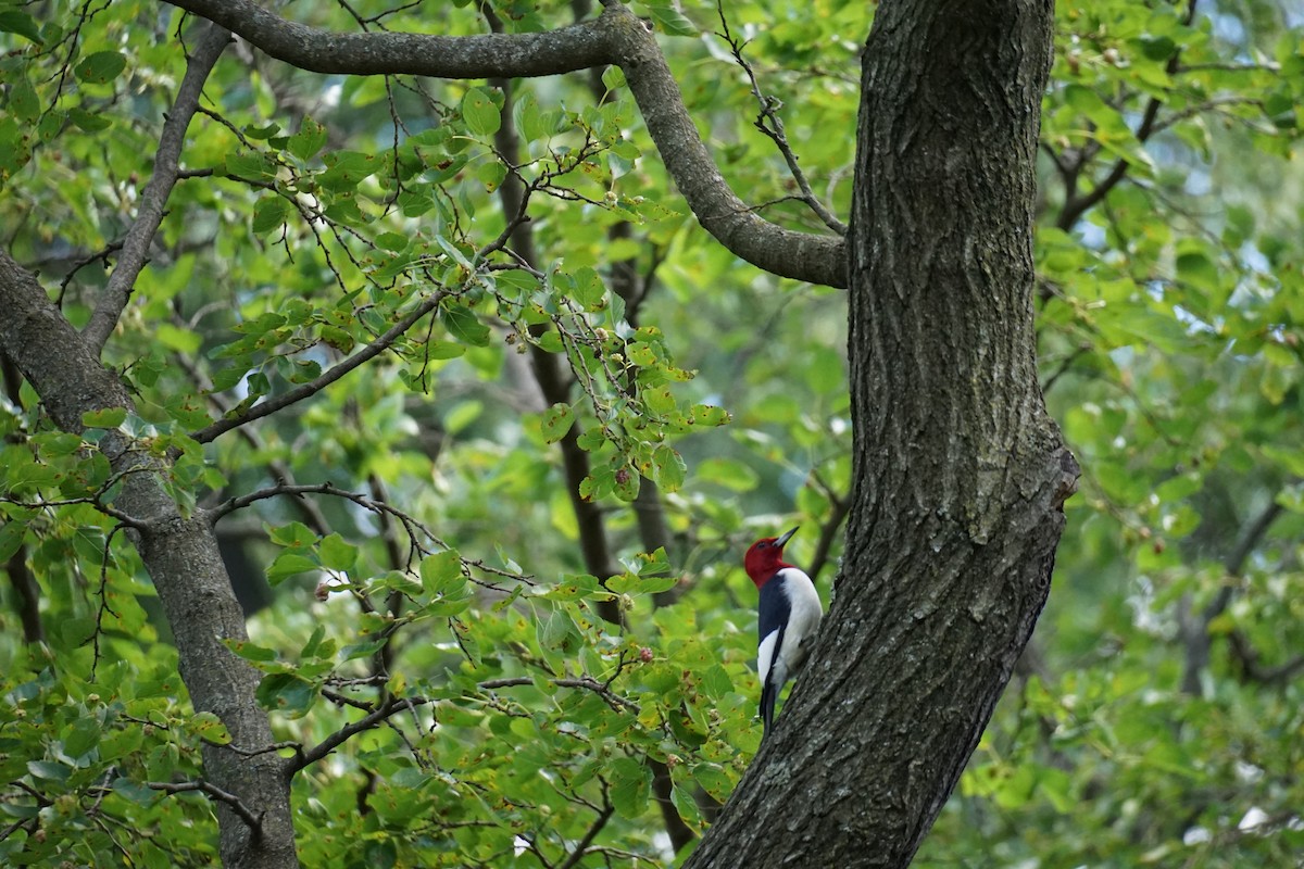 Red-headed Woodpecker - ML621032365