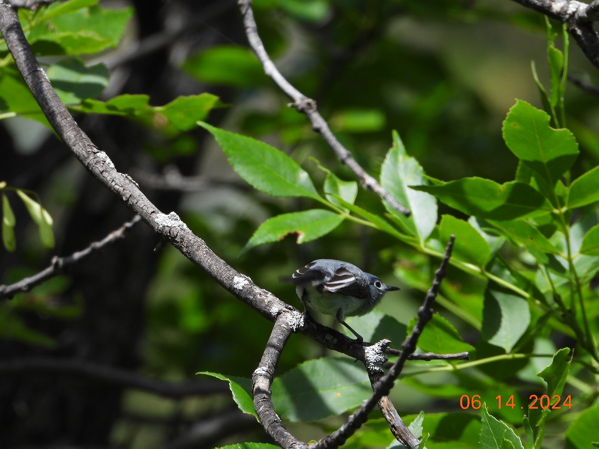 Blue-gray Gnatcatcher - ML621032372