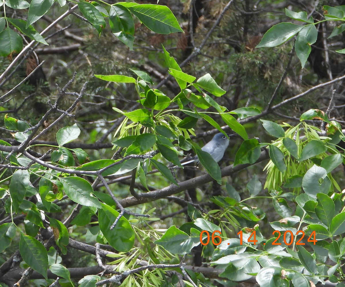 Blue-gray Gnatcatcher - ML621032373