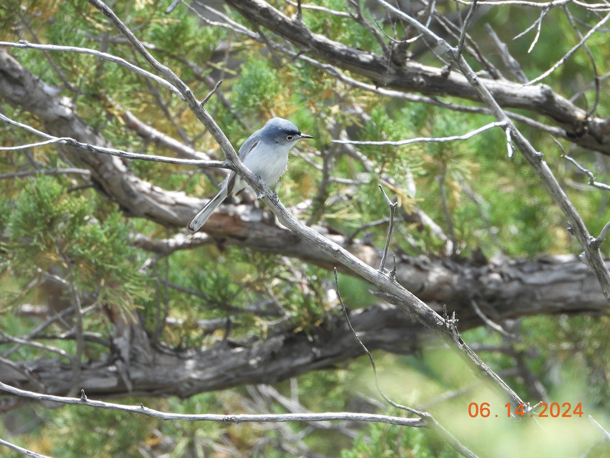 Blue-gray Gnatcatcher - ML621032374