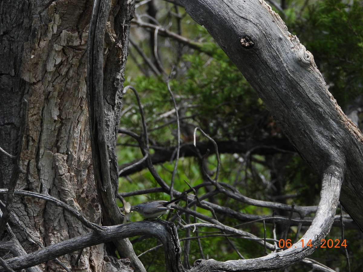 Blue-gray Gnatcatcher - ML621032375